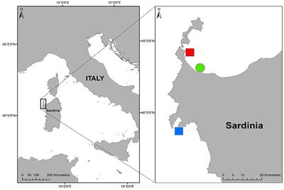 Effects of Current and Future Summer Marine Heat Waves on Posidonia oceanica: Plant Origin Matters?